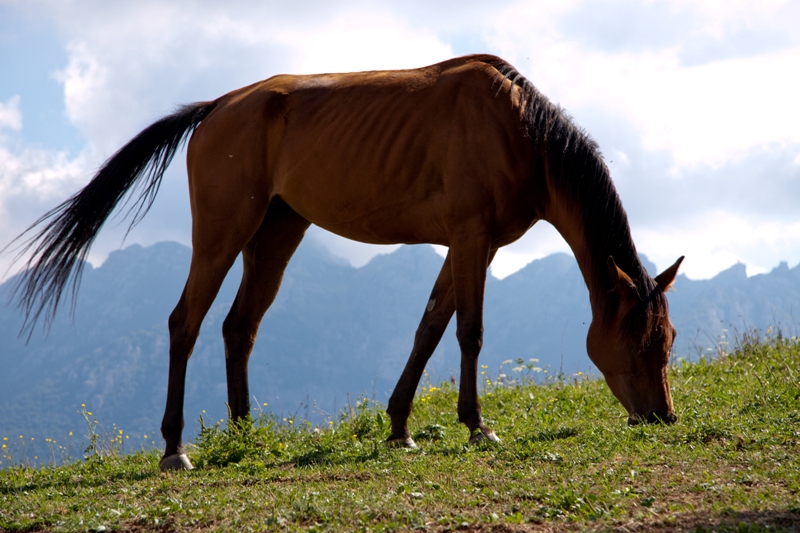 Pasto vegetariano in quota...