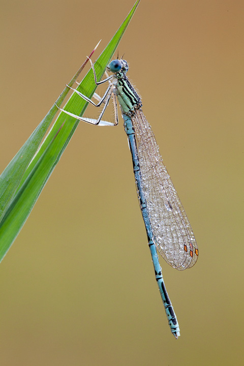 Platycnemis_pennipes