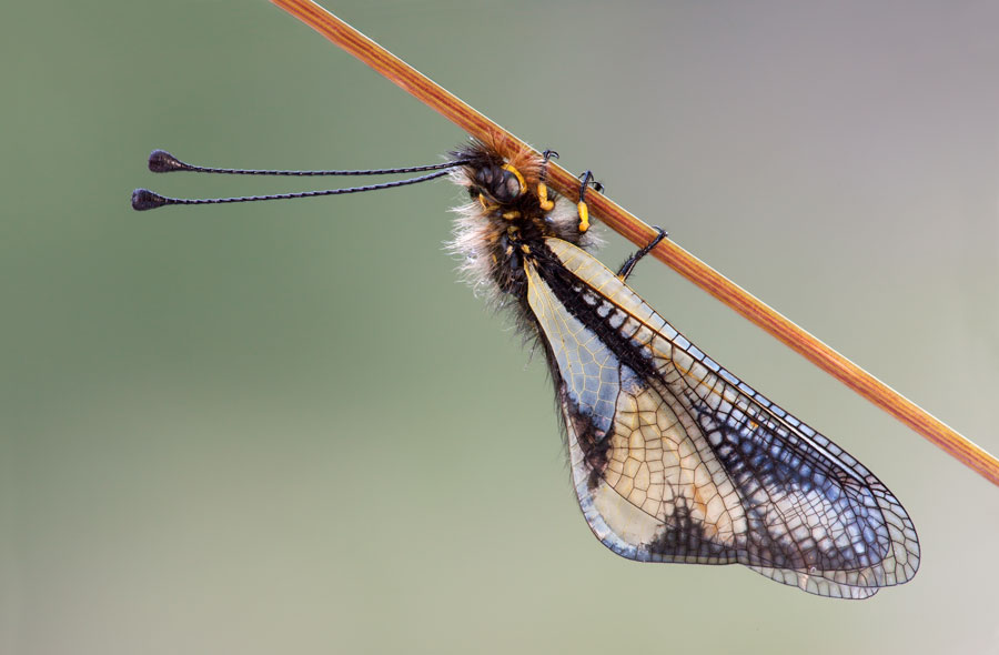 Libelloides coccajus