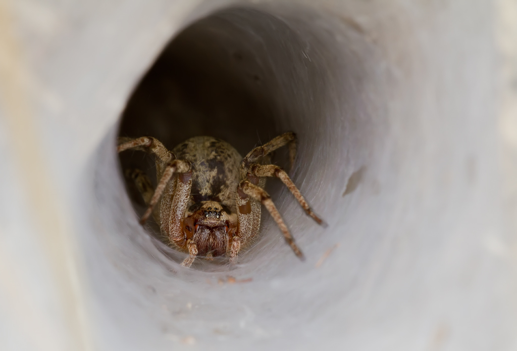 Nella tana del Ragno