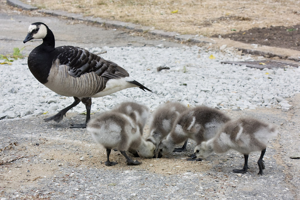 Andiamo, sto aspettando da 5 minuti...