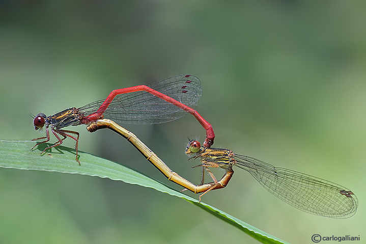 Ceriagrion tenellum in accoppiamento
