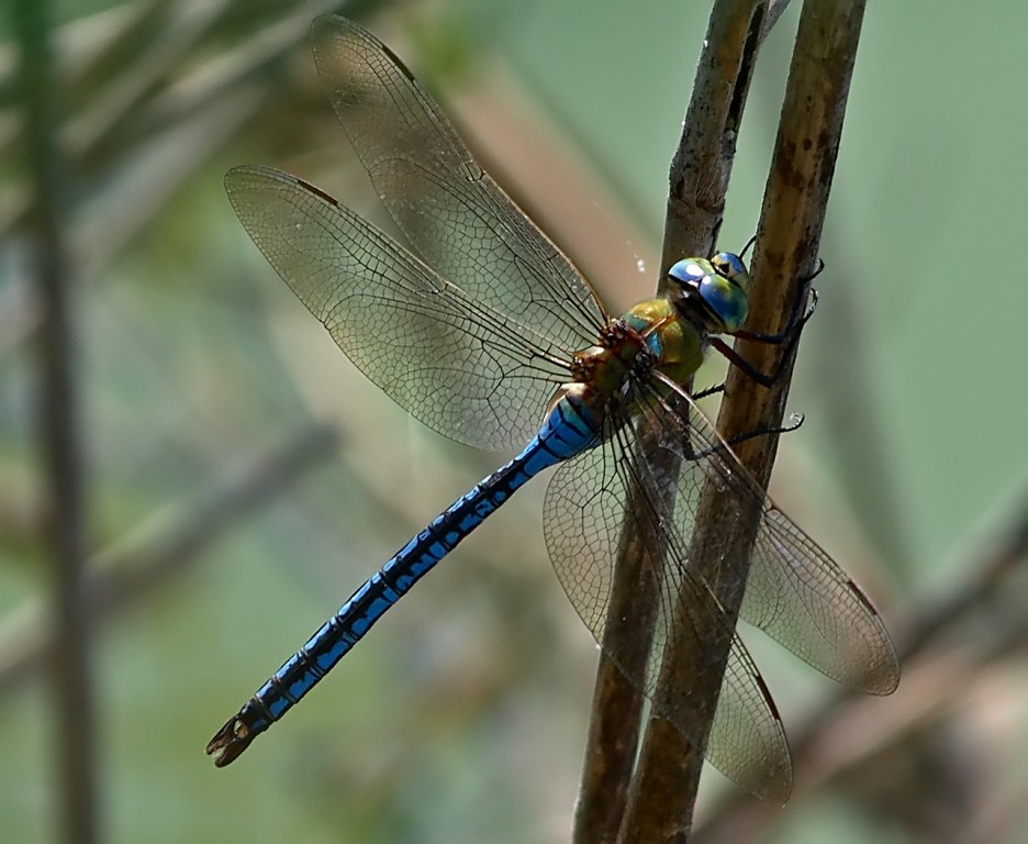 (Come suggeritomi)Anax Imperator maschio