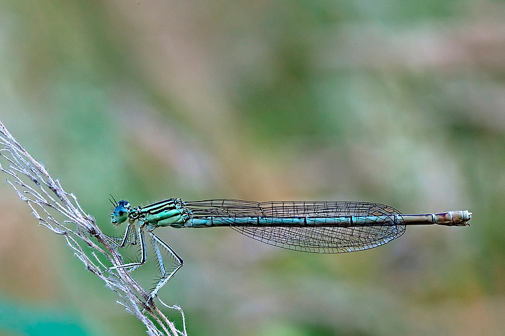 Platycnemis pennipes (m)
