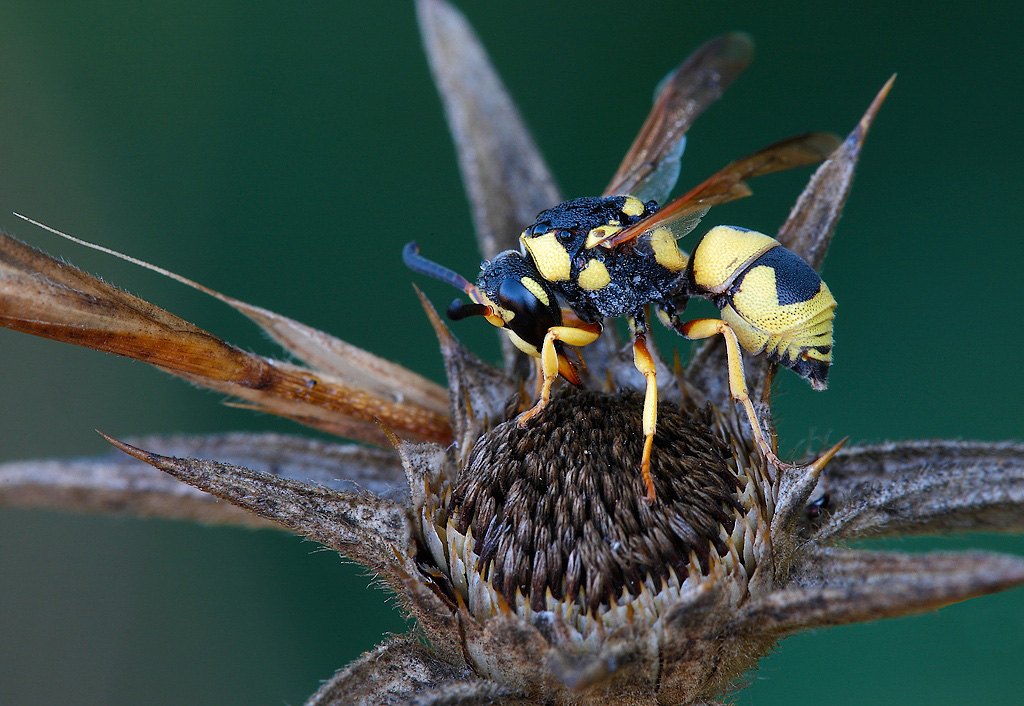 ...Il Risveglio...!!!