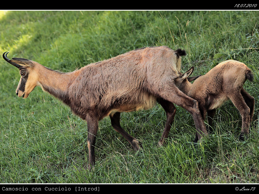 Camoscio # 8 - Mamma con Cucciolo [Introd]