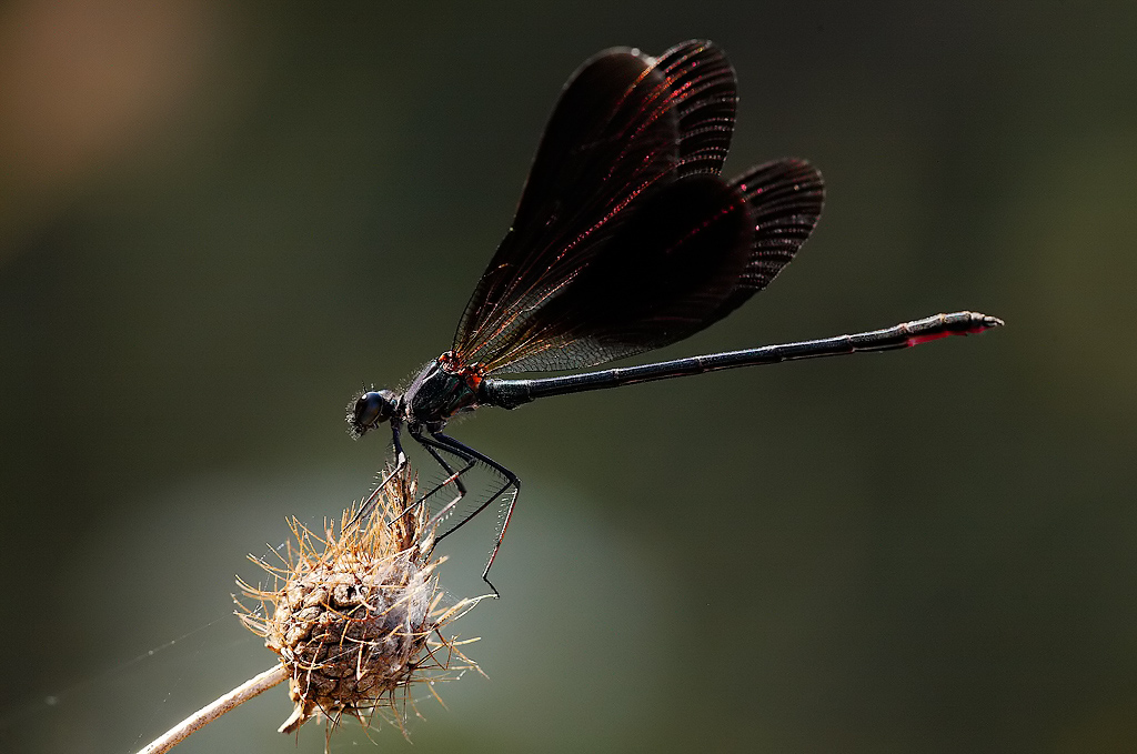 ...In Movimento...!!!