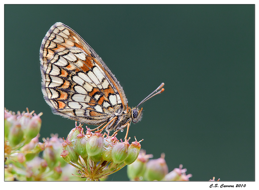 Melitaea