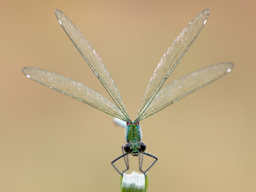 Damigella ad ali aperte
