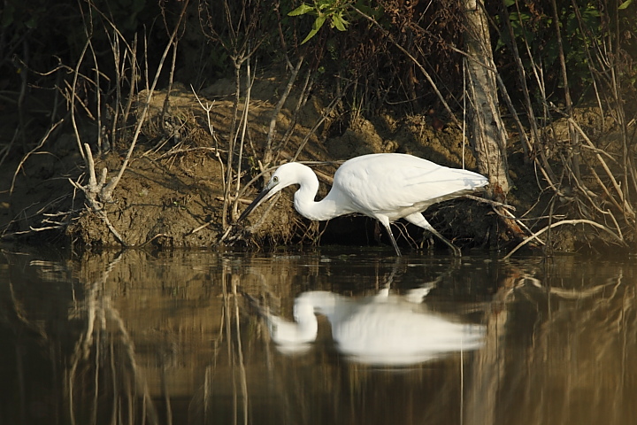 Garzetta al calar del sole
