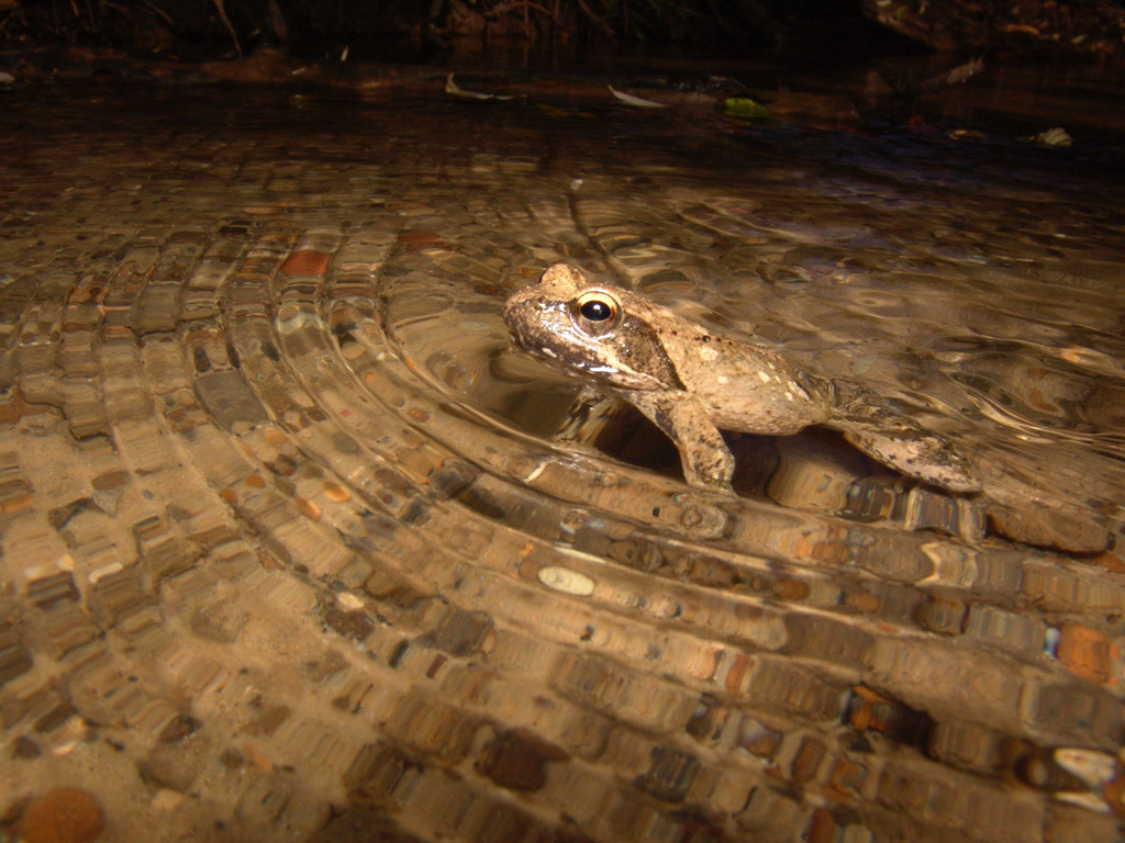 Rana rossa (Riserva Naturale dell'insugherata, Roma)