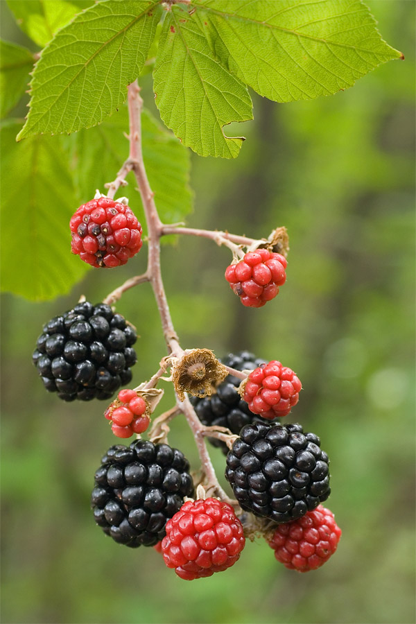 Rubus fruticosus