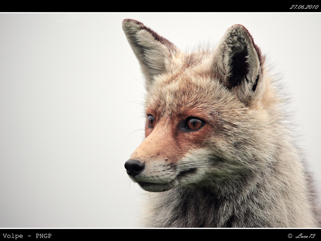 Volpe # 18 - Ritratto nella Nebbia 3 - FINE SECONDA SERIE