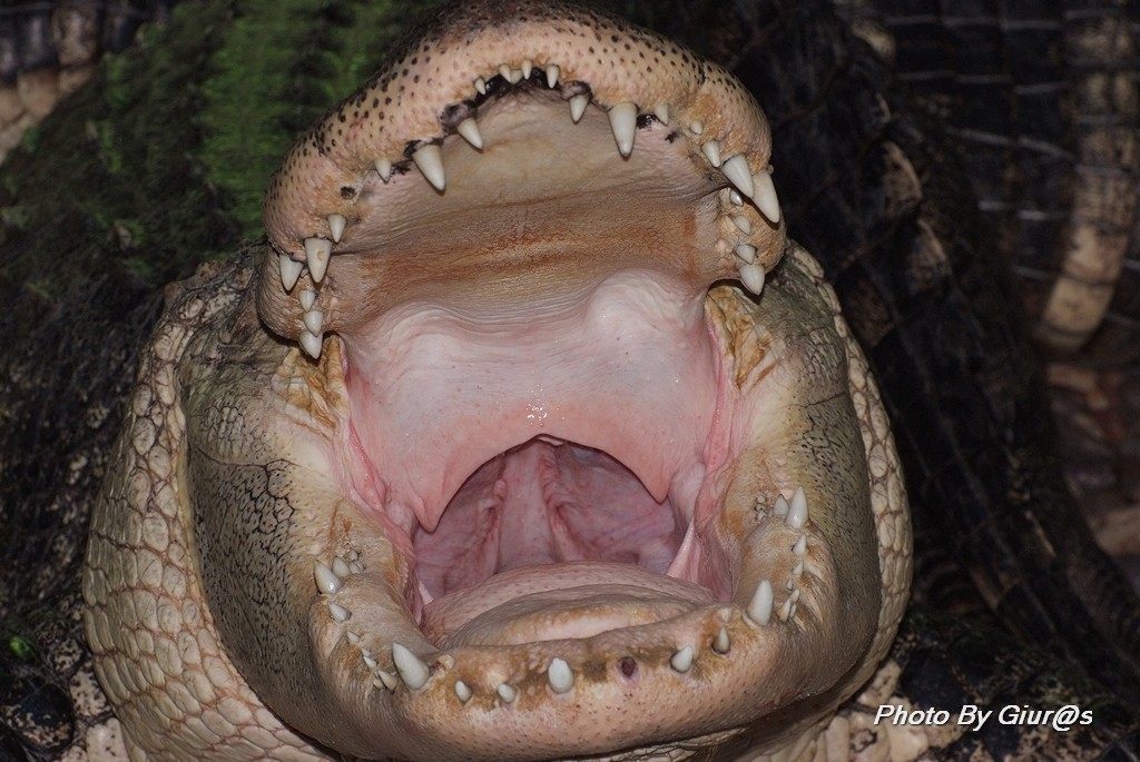 Avr� bisogno del dentista?