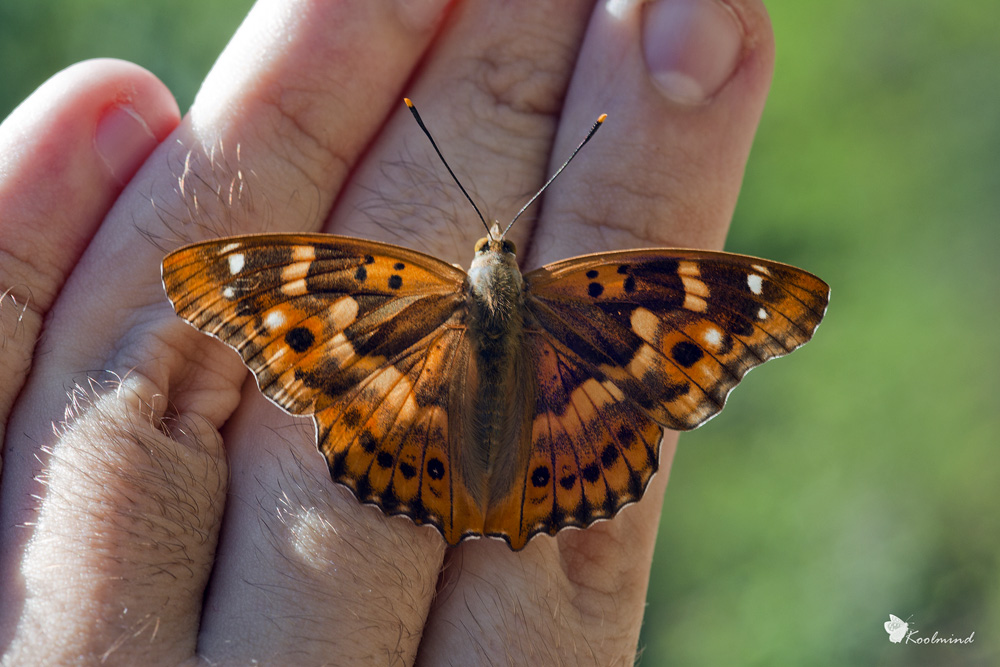Incontri ravvicinati e insistenti