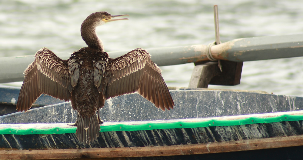 Cormorano