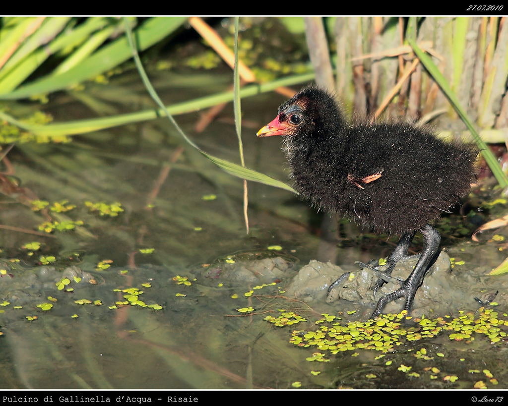 Pulcino di Gallinella d'Acqua # 1