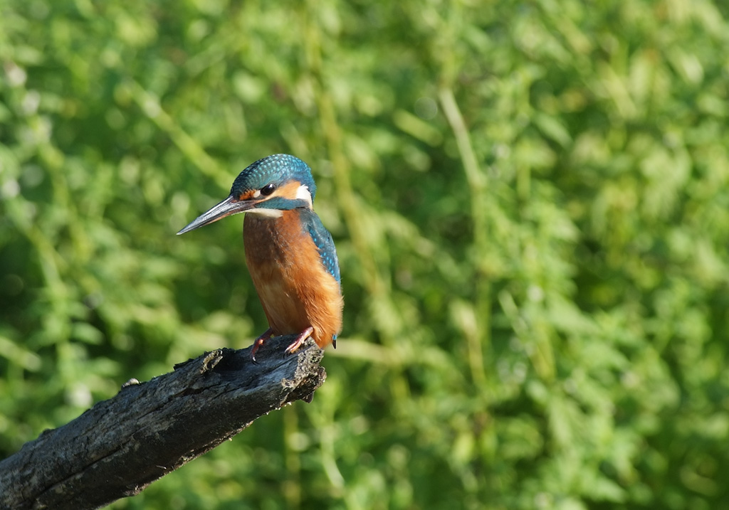 il mio primo martino