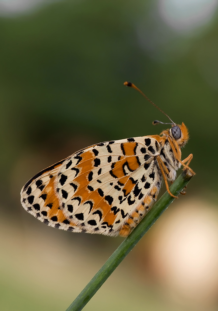 Melitaea