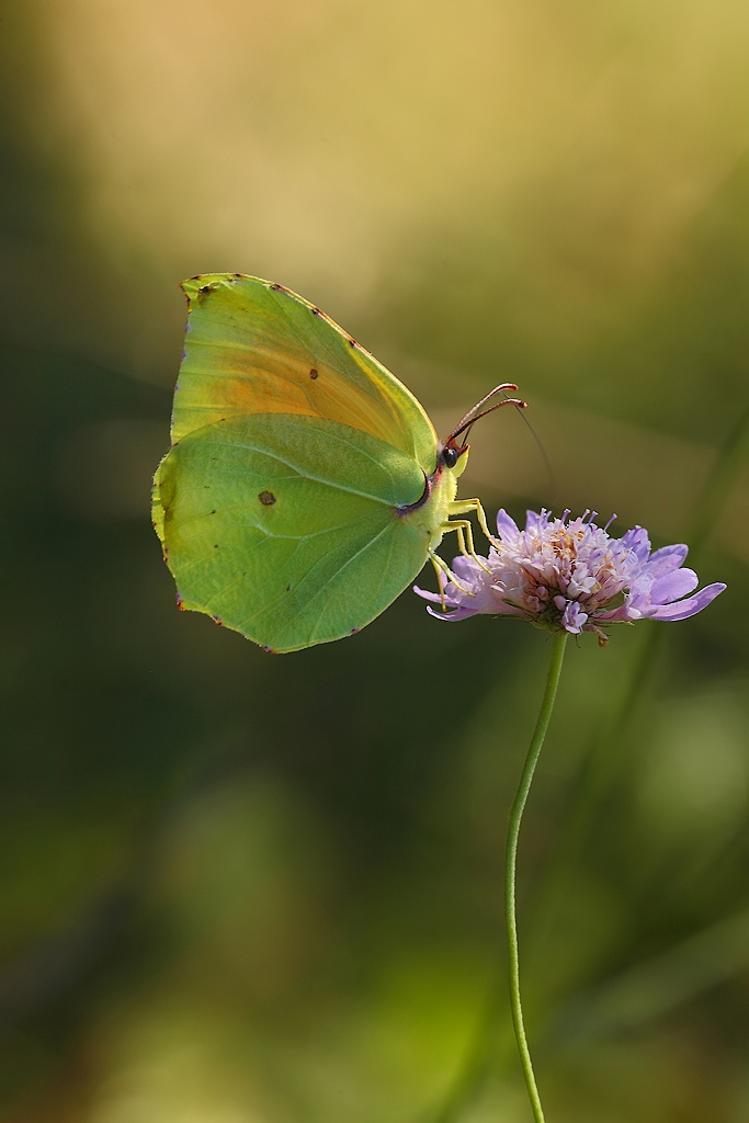 ...Cos� Com'�...!!!