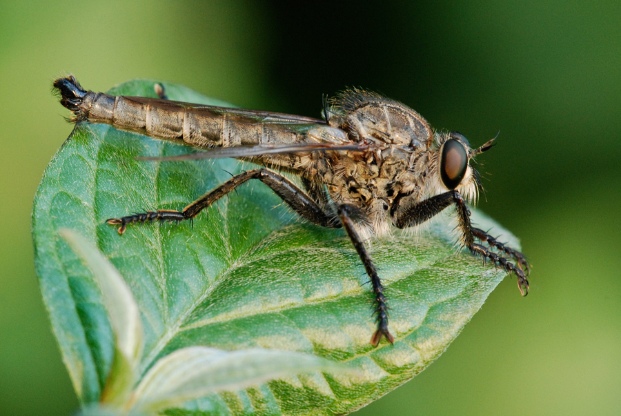 La pi� brutta del reame