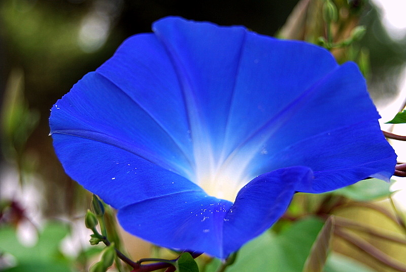 Petali blu