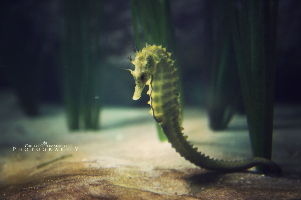 SeaHorse