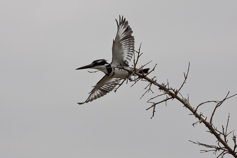 Pied kingfishers