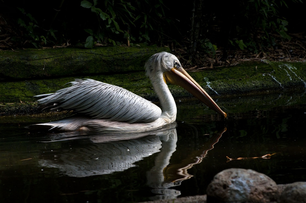Riflesso in movimento