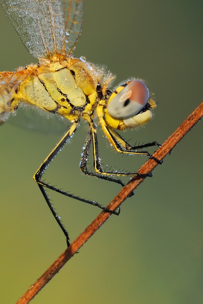 Sympetrum Fonscolombii