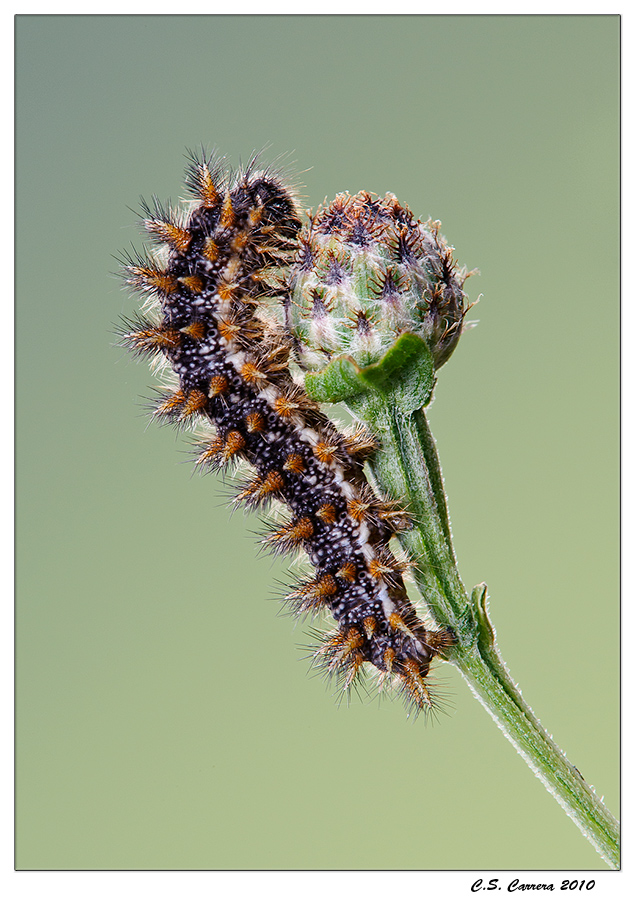 Bruco Melitaea didyma