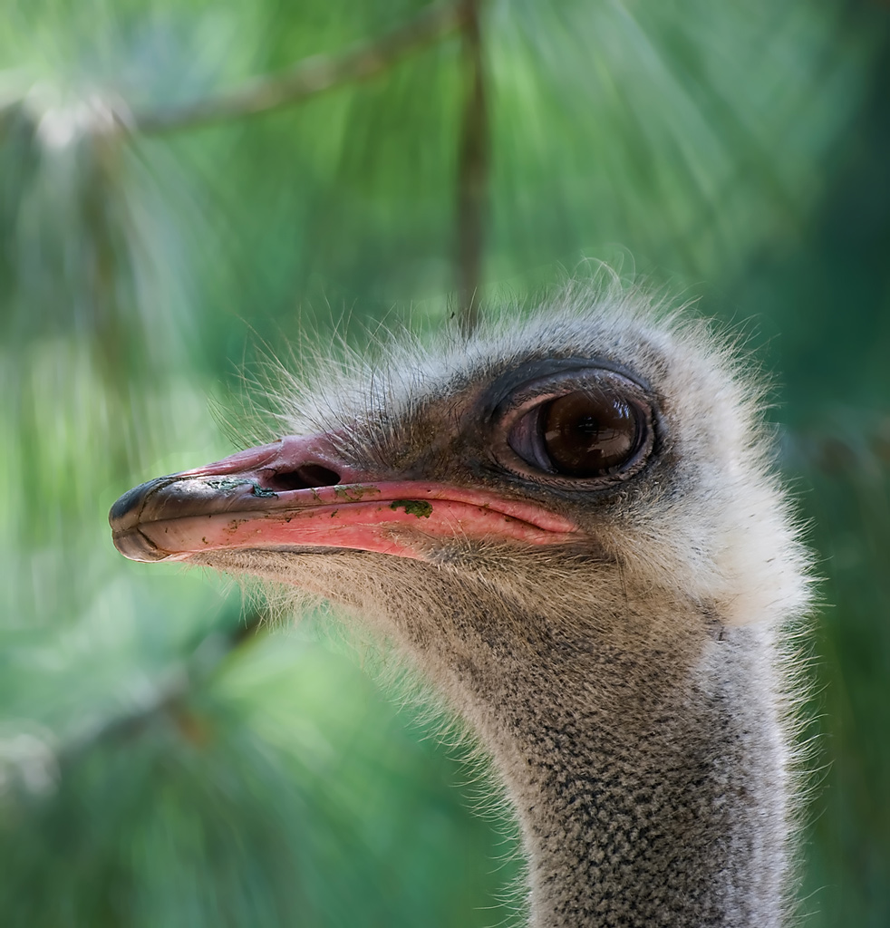 Okkio allo struzzo