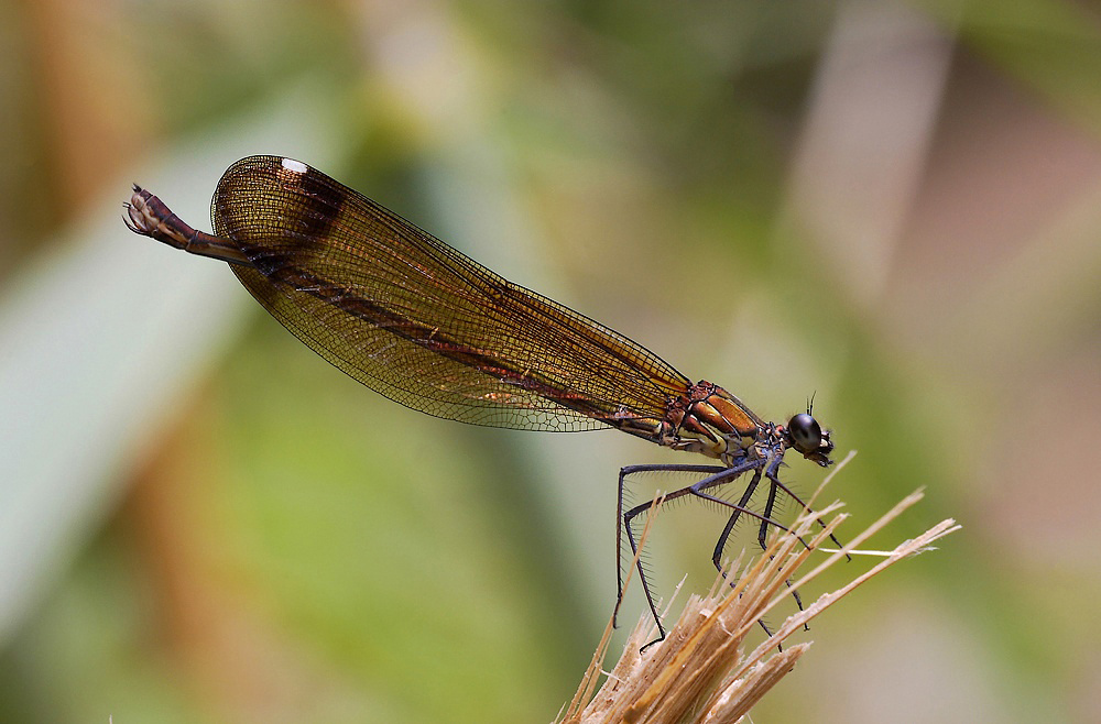 ...Tanti Colori...!!!