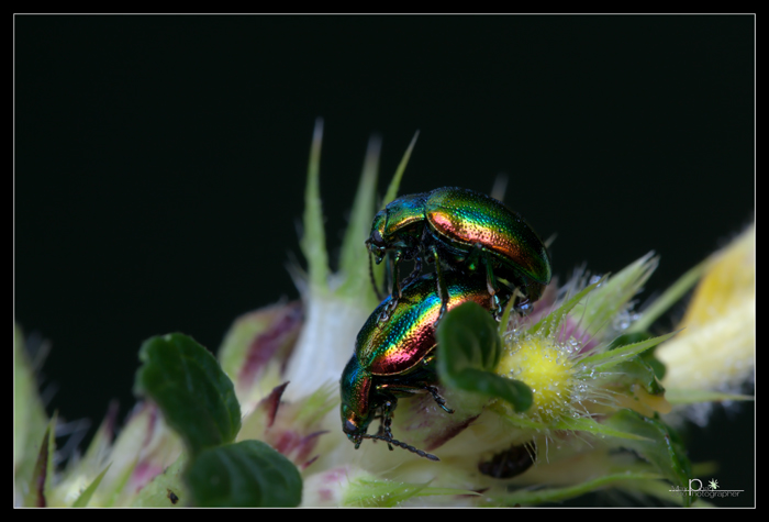Accoppiamento di chrysolina herbacea