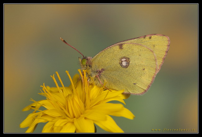 colias croceus