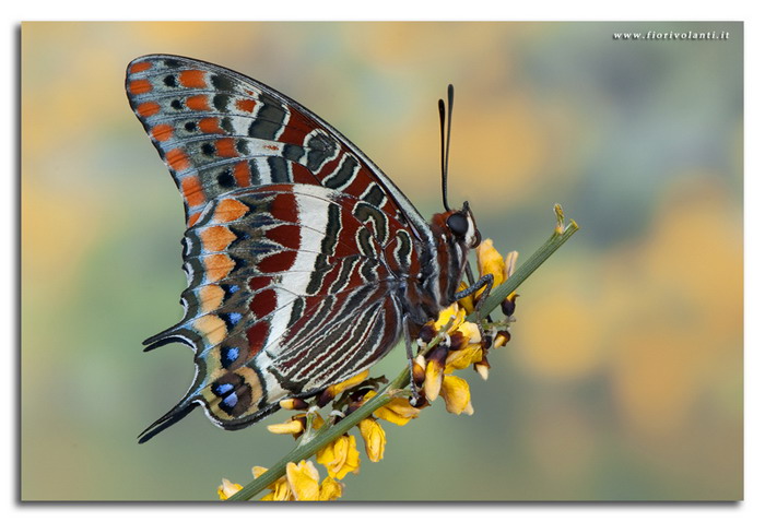 charaxes