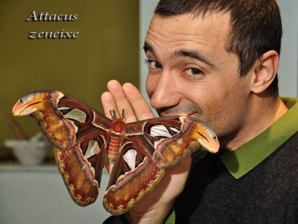 attacus zeneixes