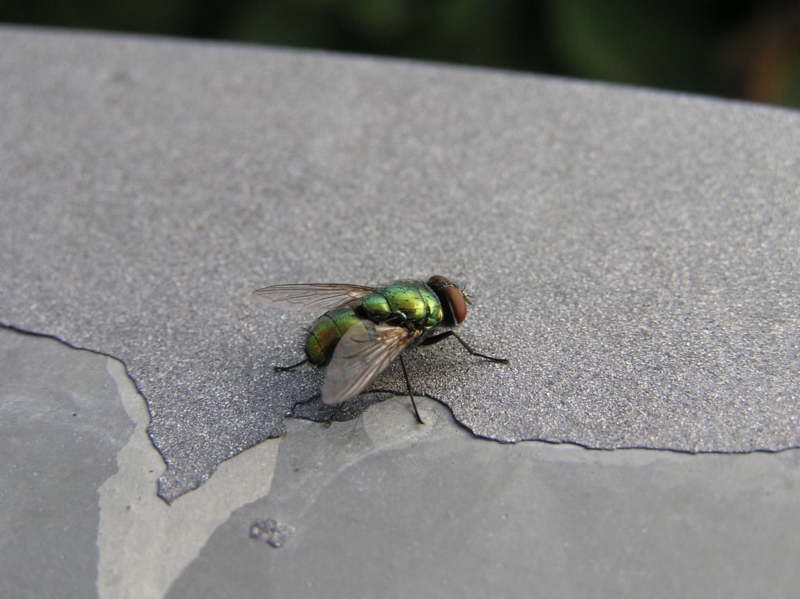 Metallizzato sul metallo