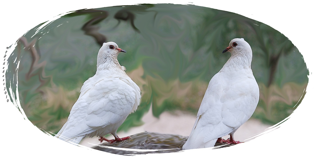 2 piccioni a confronto