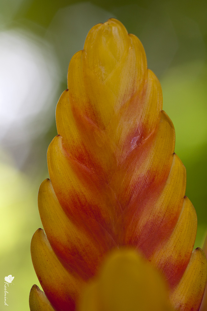 Astrazione di Vriesea Davine