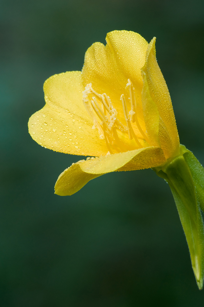 Yellow Flower