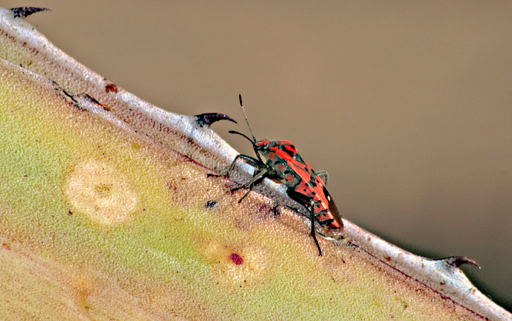 Pyrrhocoris apterus