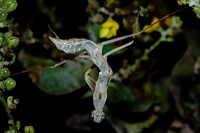 cambio pelle (la spaccata)