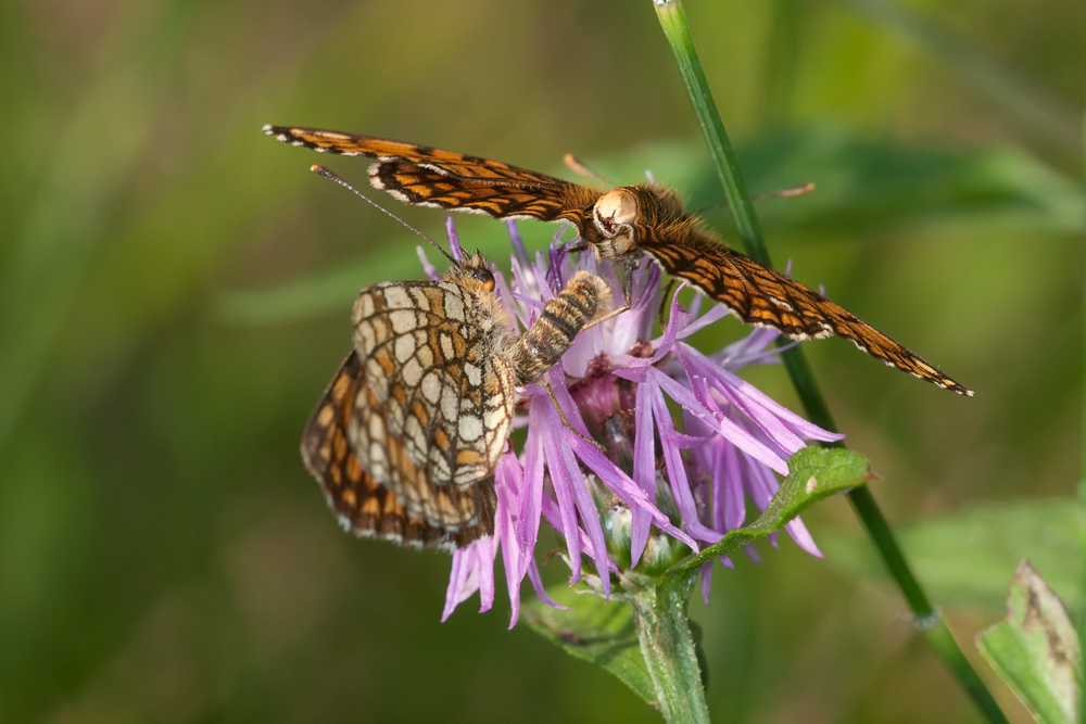 Prove di accopiamneto