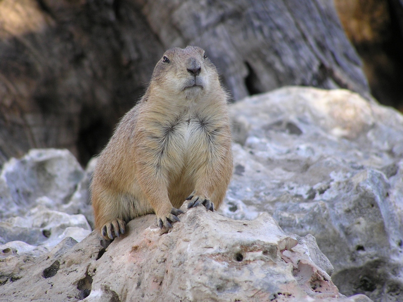 Cane della prateria (appena svegliato)