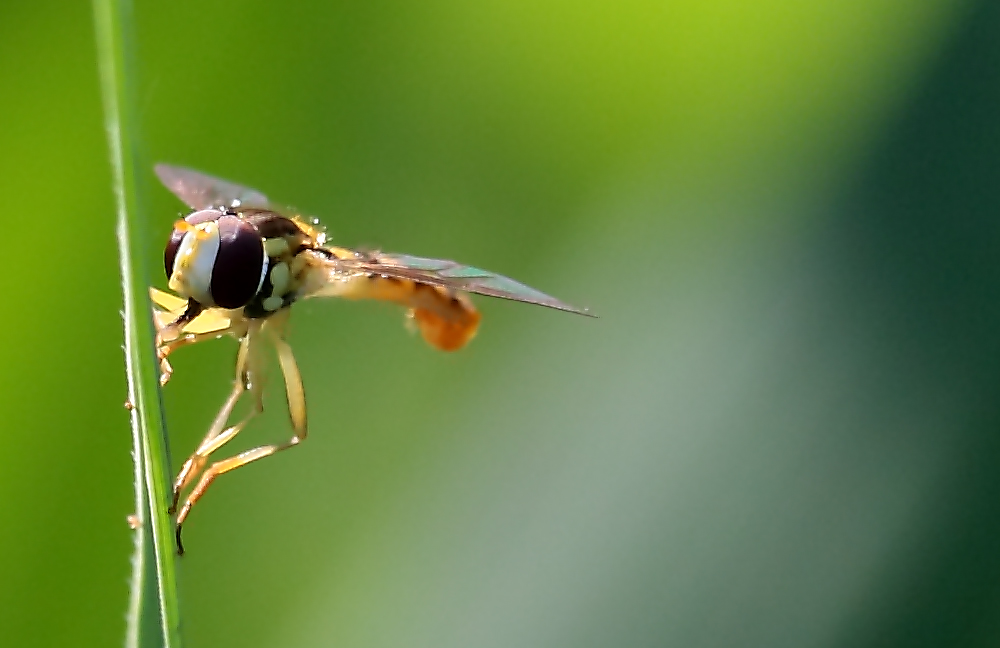 Altro simpatico insetto durante la battuta di pesca