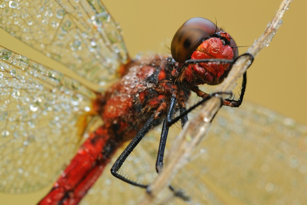 Sympetrum Pedemontanum