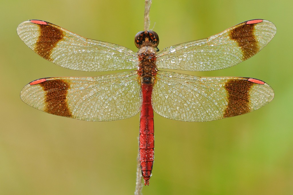 Sympetrum Pedemontanum