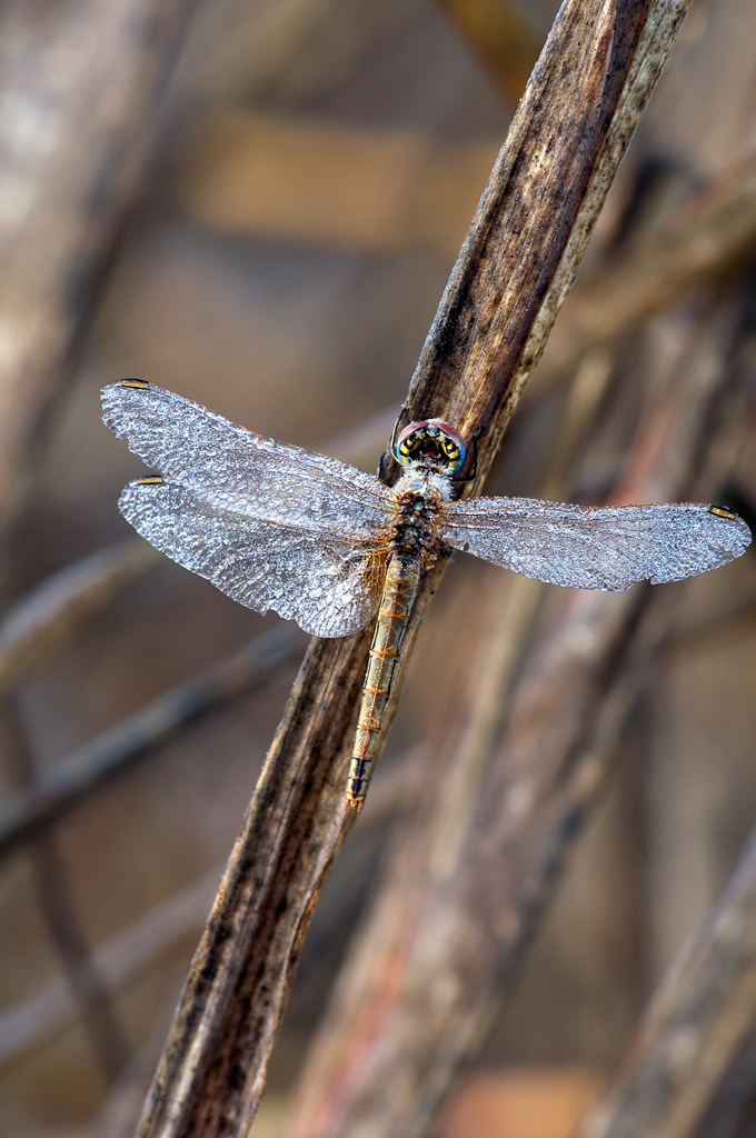 Libellula invalida