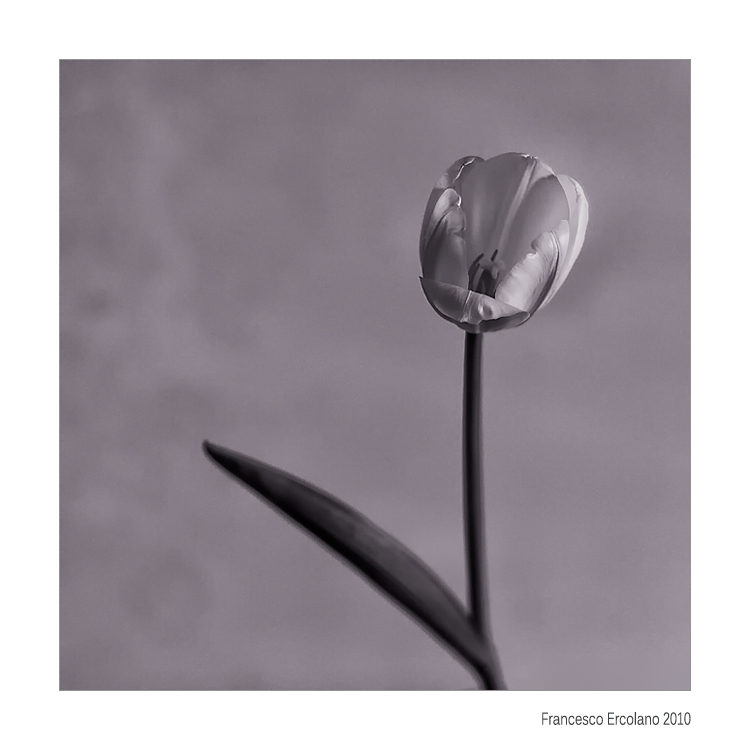 il Tulipano Fantasma